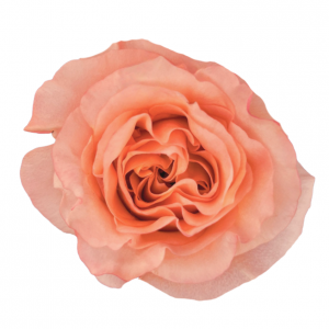 ROSE, 50CM PEACH, BARU