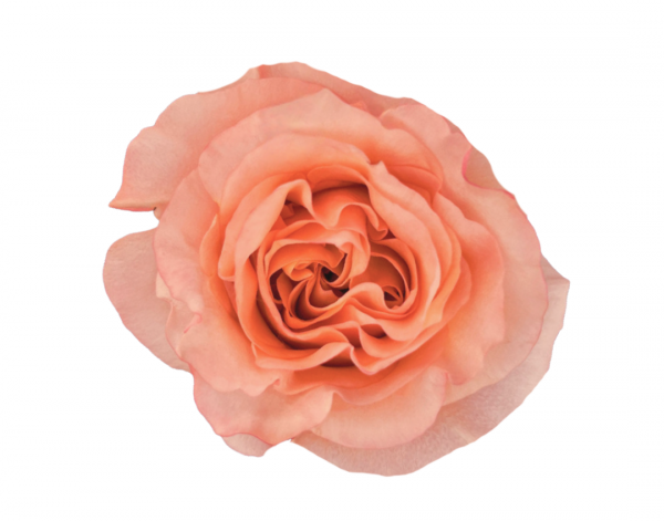 ROSE, 50CM PEACH, BARU