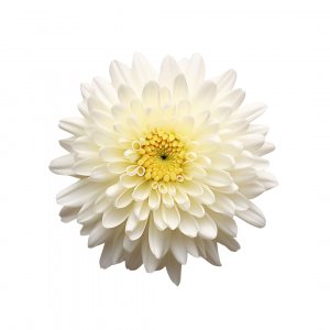 POM PON, ORGANIC