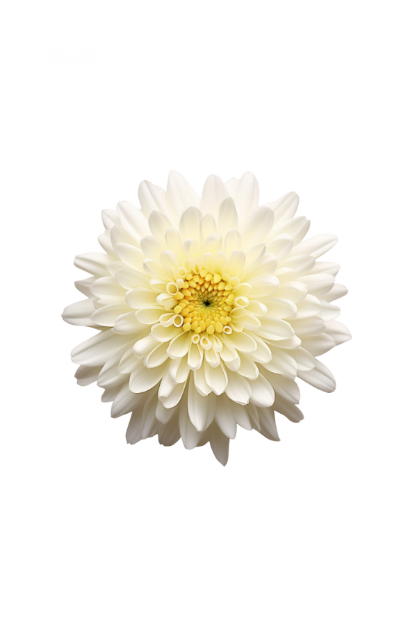 POM PON, ORGANIC