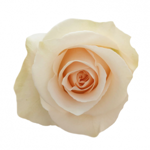 ROSE, 50CM PEACH, SUGAR