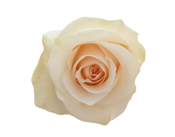 ROSE, 50CM PEACH, SUGAR