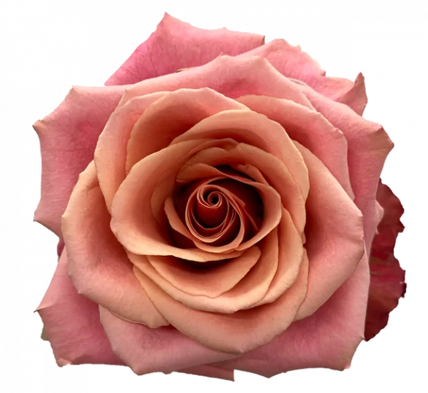 ROSE, 50CM ASSORTED - Image 2