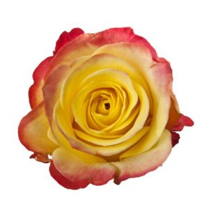 ROSE, 50CM NOVELTY, HOT MERENGUE