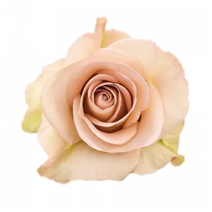 ROSE, 50CM LAVENDER, ASTRAL