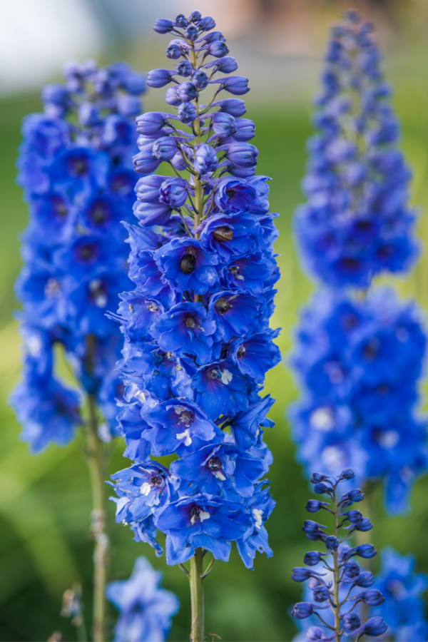 DELPHINIUM, WALTZ - DARK BLUE