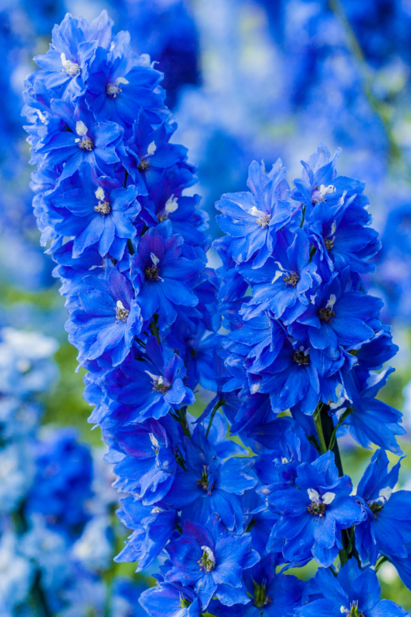 DELPHINIUM, WALTZ - DARK BLUE - Image 2