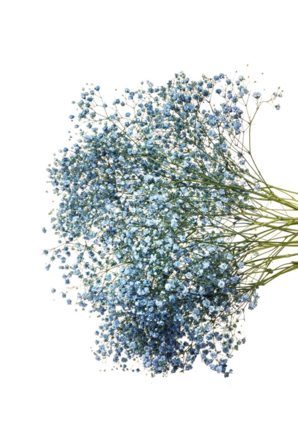 GYPSOPHILIA, XLENCE TINTED