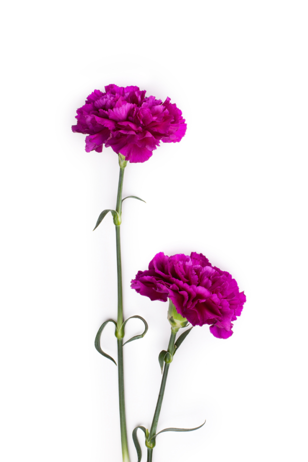 CARNATION, MINI - DARK PINK