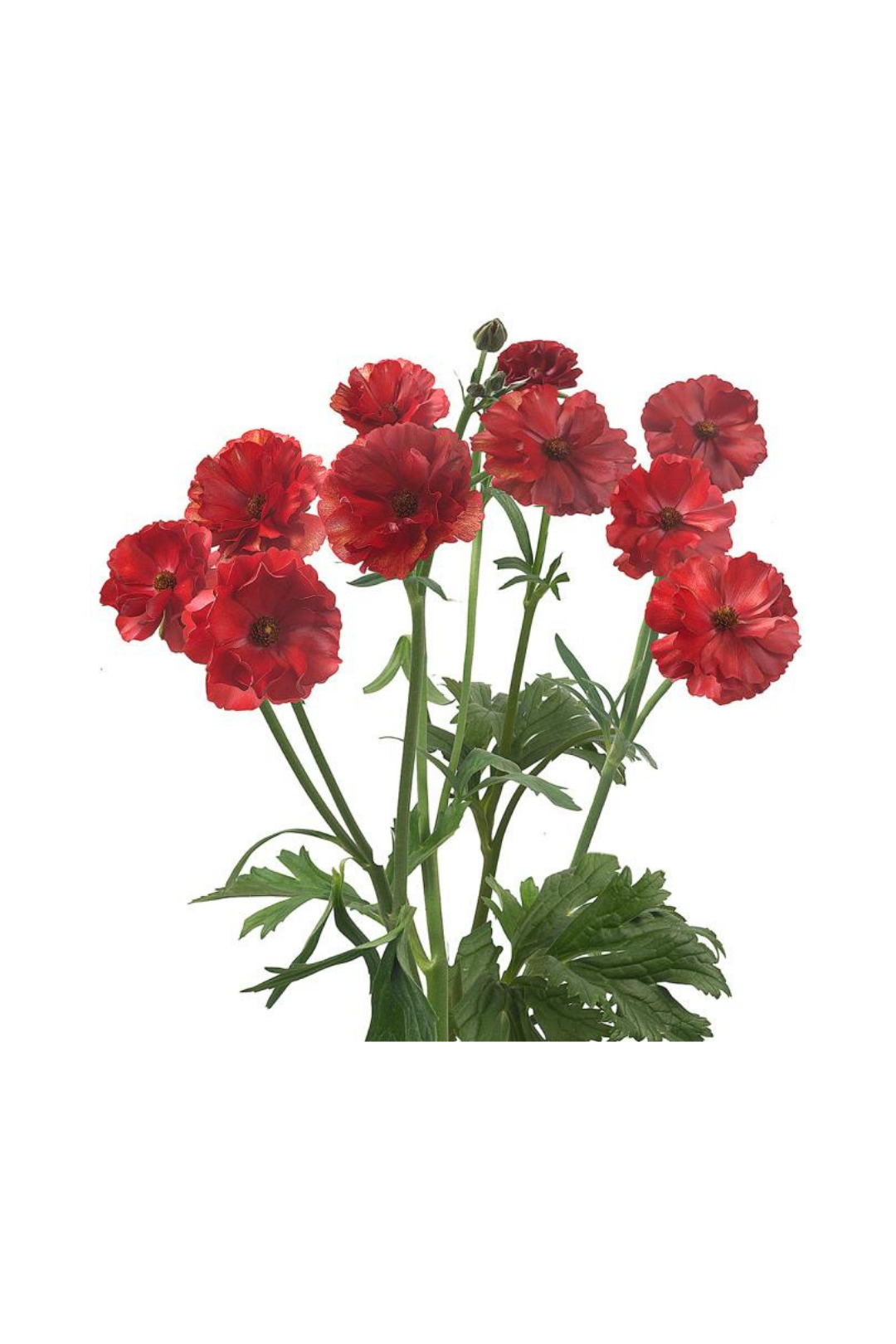 RANUNCULUS, BUTTERFLY(5 ST)