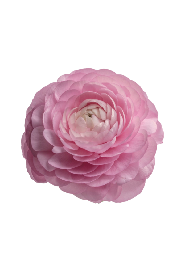 RANUNCULUS, PINK