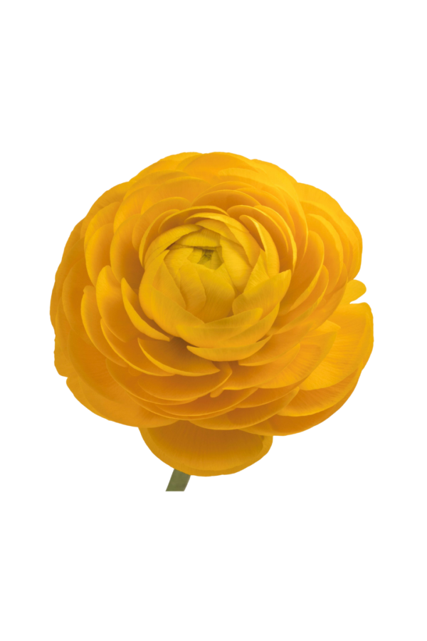 RANUNCULUS, YELLOW