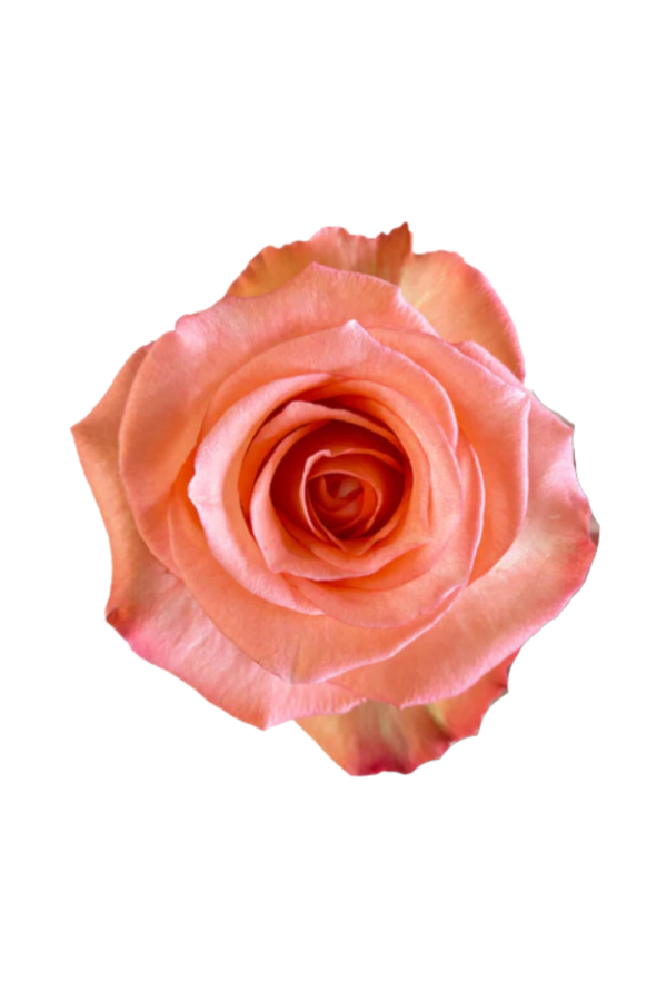 ROSE, 50CM CORAL, IMAGINATION