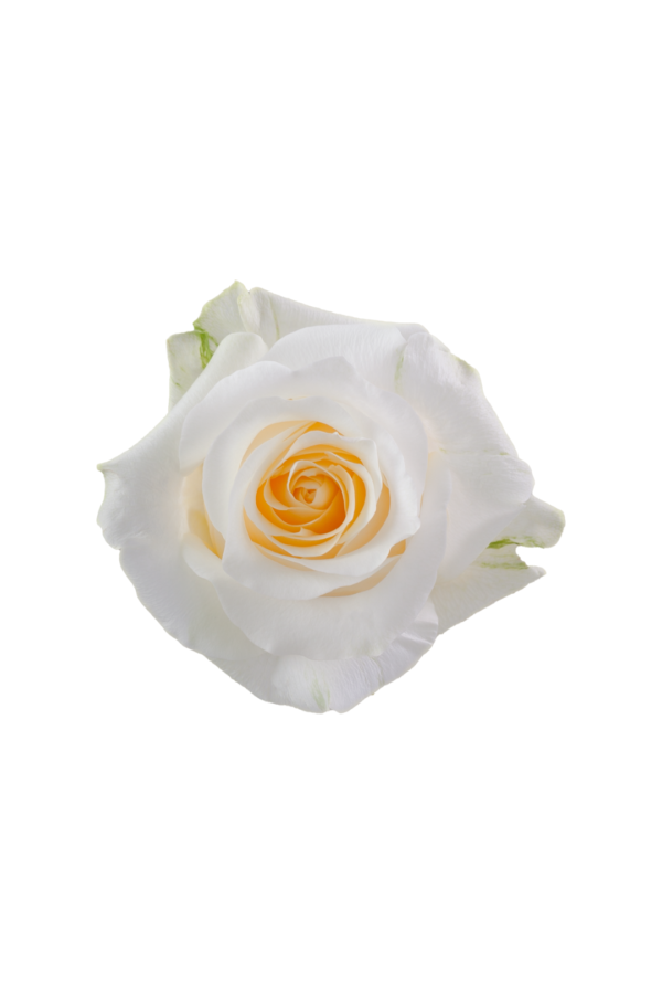 ROSE, 50CM CREAM, CRÈME DE LA CRÈME