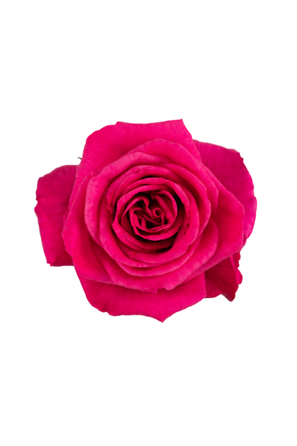 ROSE, 50CM DARK PINK, HOT LADY