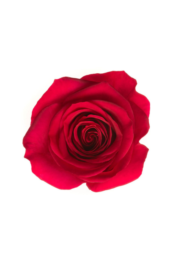 ROSE, 50CM DARK PINK, QUEEN BERRY