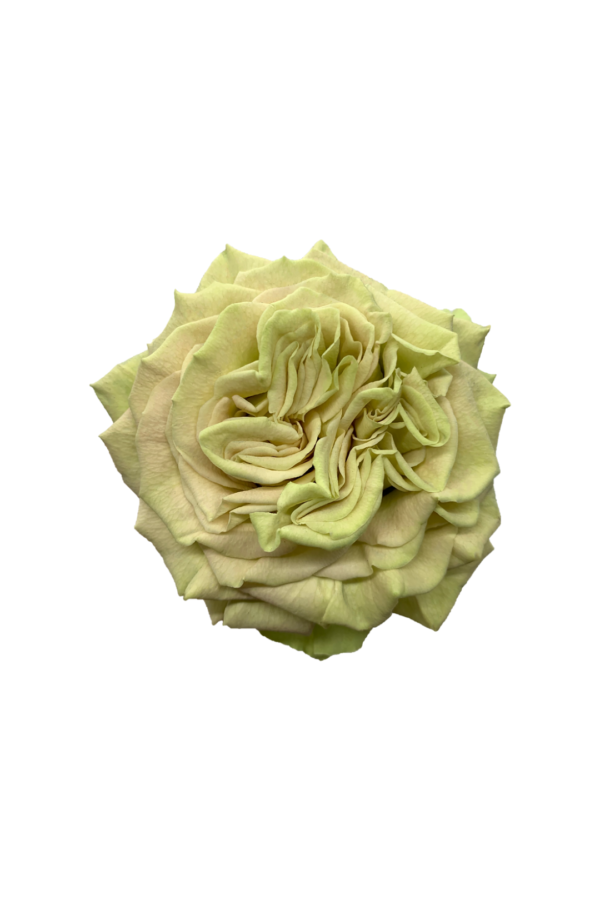 ROSE, 50CM GREEN, MATCHA
