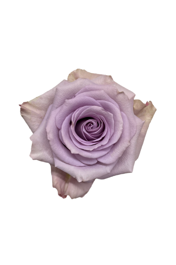 ROSE, 50CM LAVENDER, STAR PLATINUM