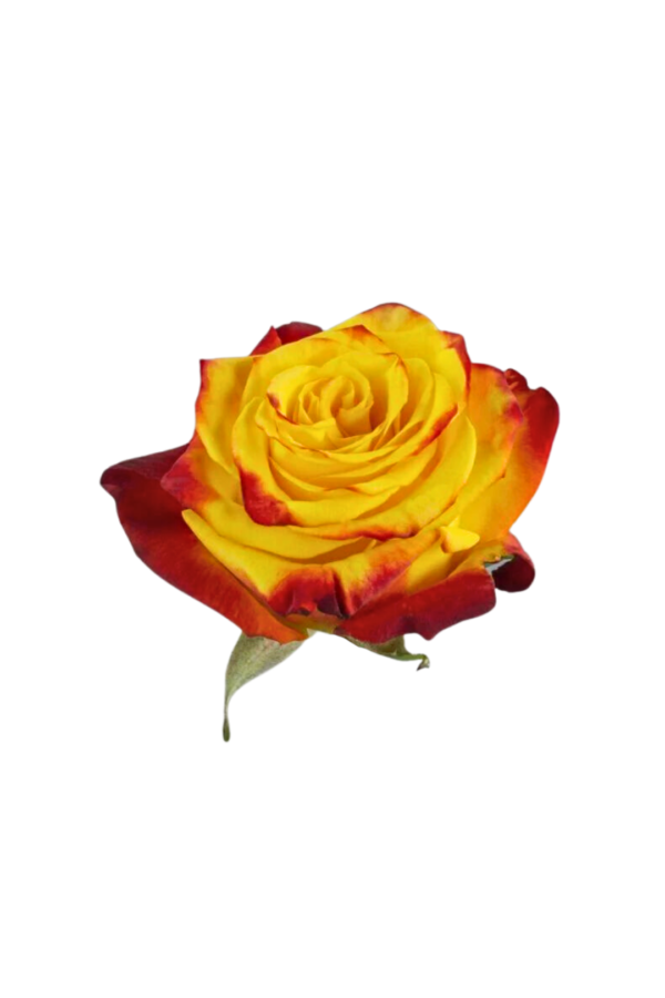 ROSE, 50CM NOVLETY HIGH & YELLOW MAGIC FLAME