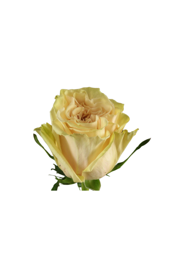ROSE, 50CM PEACH, CUTEENIGMA