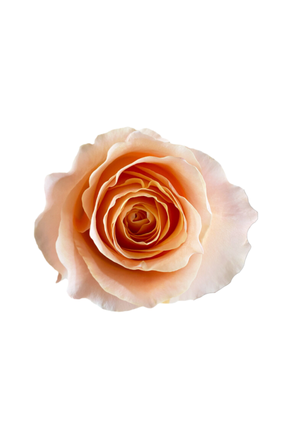 ROSE, 50CM PEACH, PEACH GARDEN