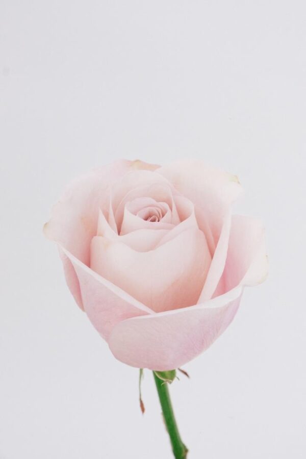 ROSE, 50CM PINK, SWEET ESCIMO