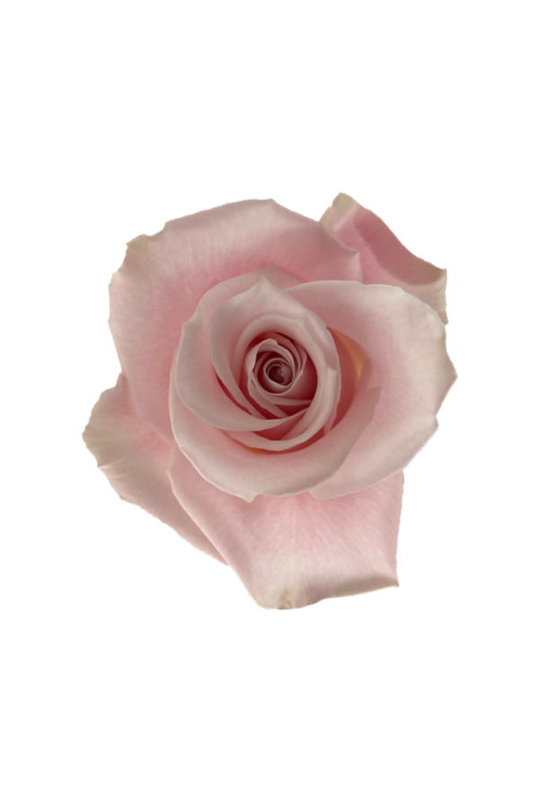 ROSE, 50CM PINK, SWEET ESCIMO - Image 2