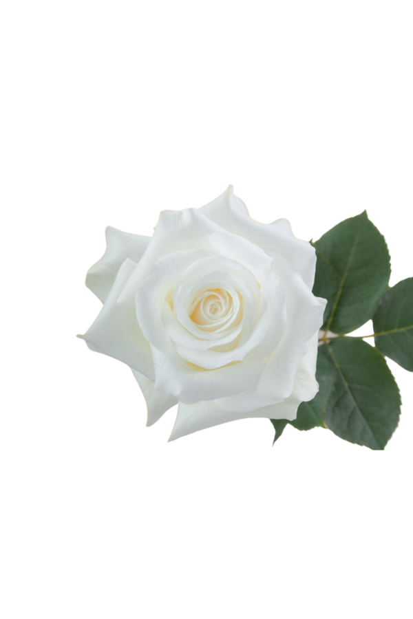 ROSE, 50CM WHITE, AKITO
