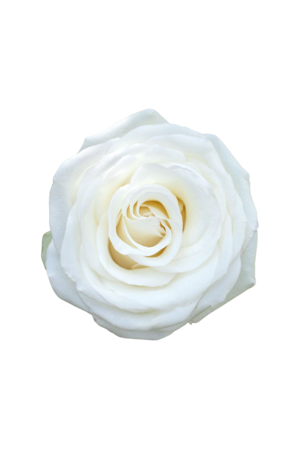 ROSE, 50CM WHITE, ALBA