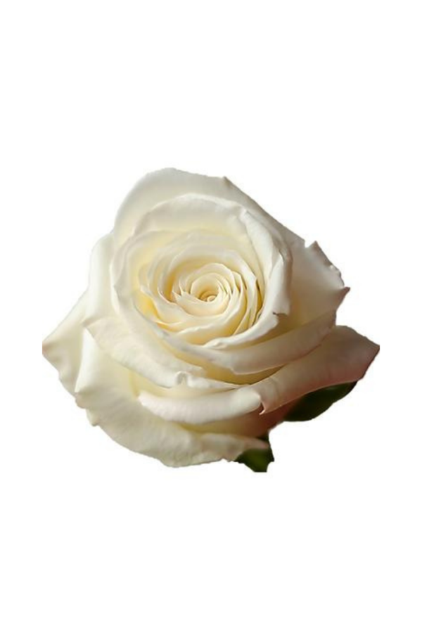 ROSE, 50CM WHITE, SNOWY JEWEL