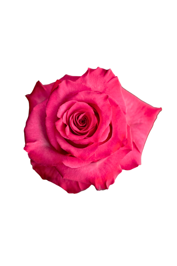 ROSE, 60CM DARK PINK, LOLA