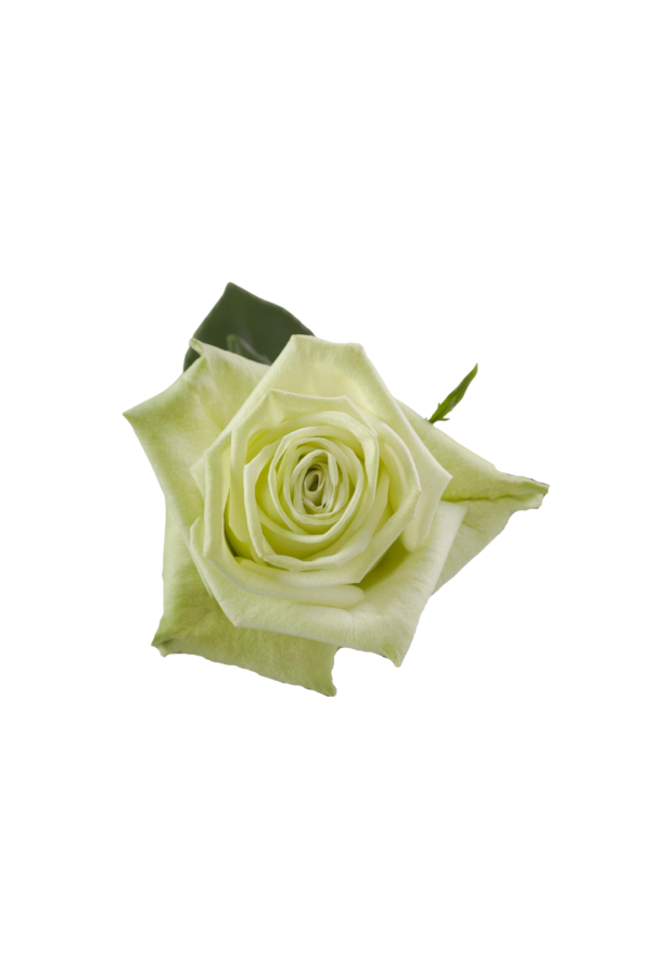ROSE, 60CM GREEN, JADE