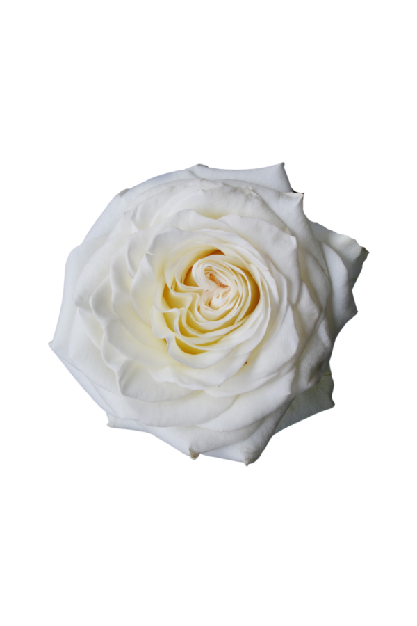 ROSE, 60CM WHITE, WHITE SHIMMER