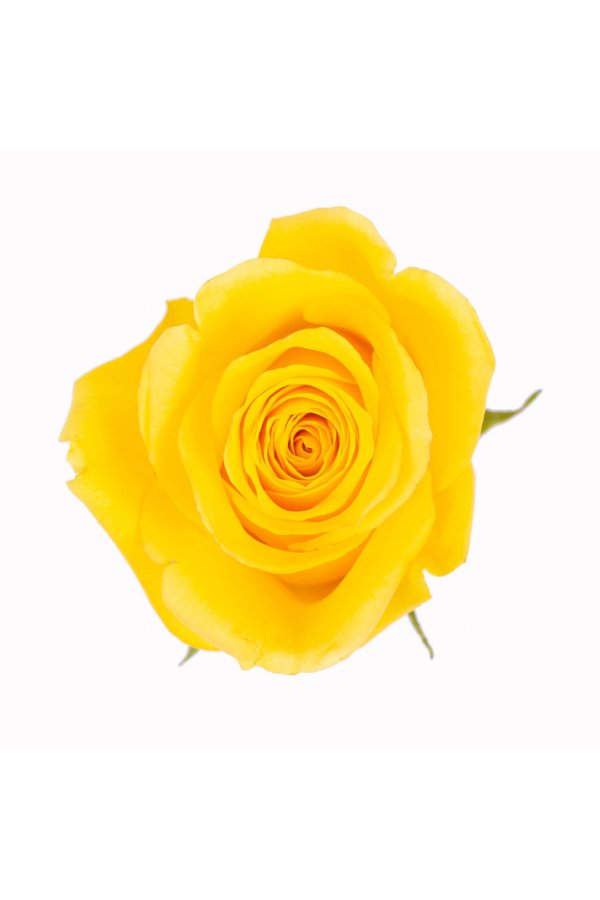 ROSE, 60CM YELLOW, GOLDFINCH