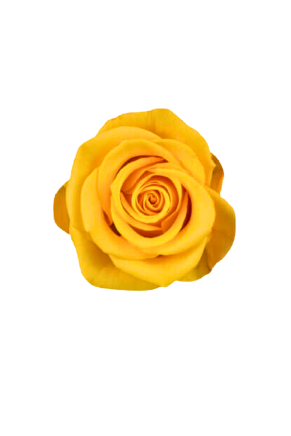 ROSE, 60CM YELLOW, SONRISA