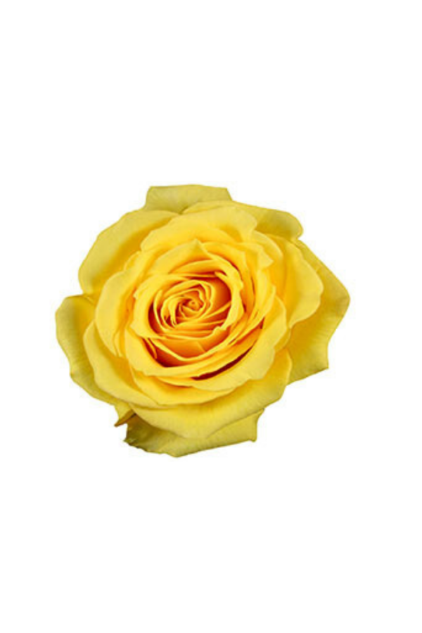 ROSE, 60CM YELLOW, SUPER SUN