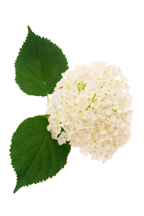 HYDRANGEA, ORGANIC