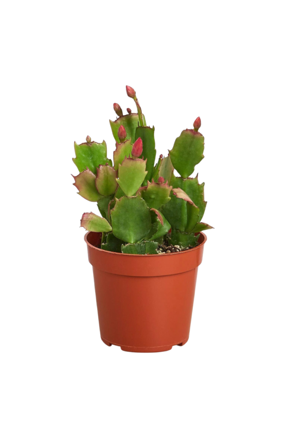 2" ZYGOCACTUS - Image 2