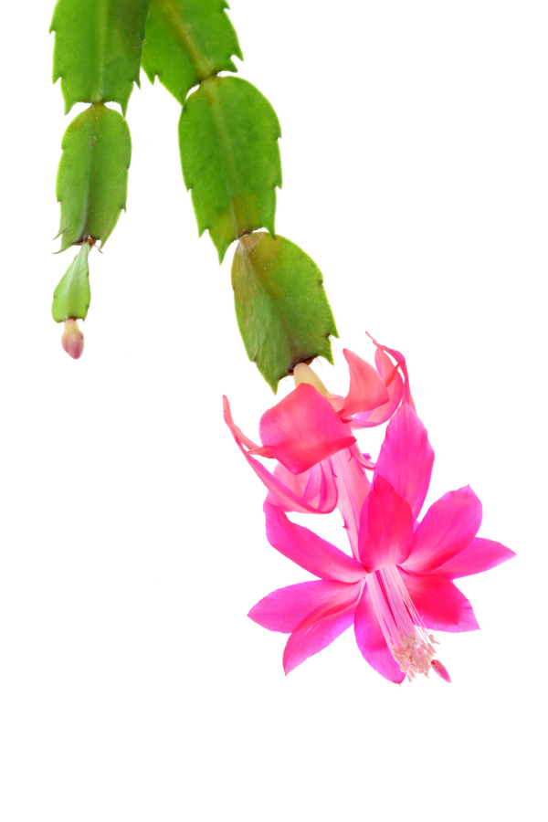 2" ZYGOCACTUS - Image 3