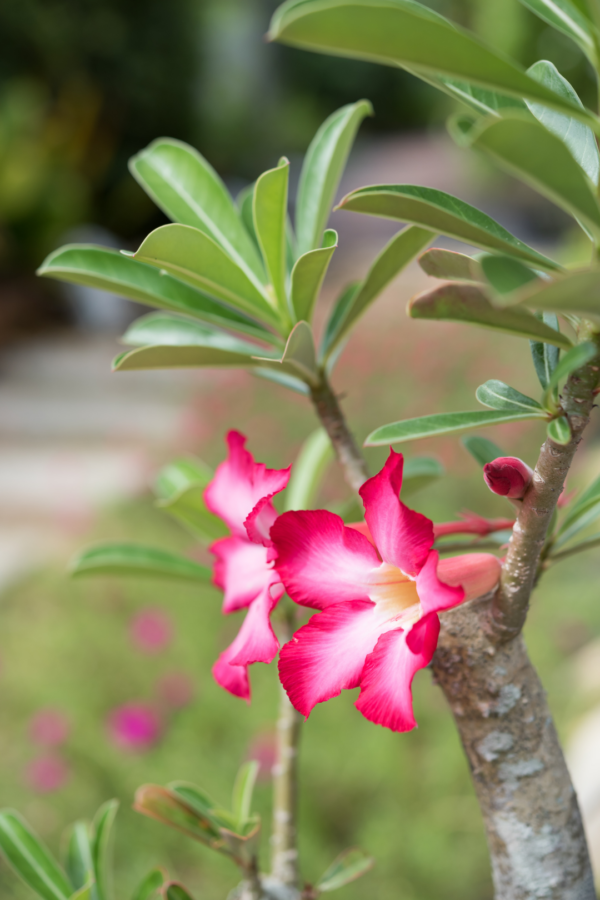 2" ADENIUM, DESERT ROSE