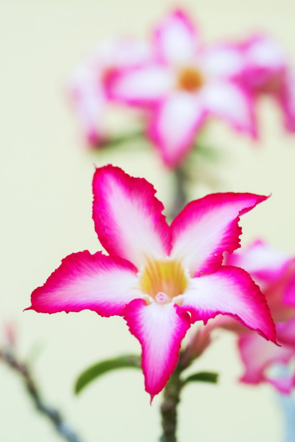 2" ADENIUM, DESERT ROSE - Image 2