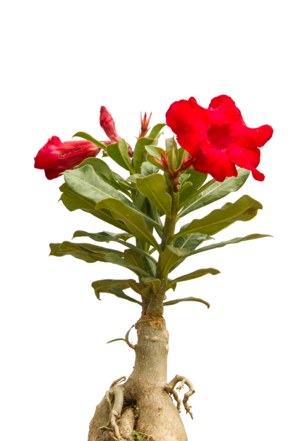 2" ADENIUM, DESERT ROSE - Image 3