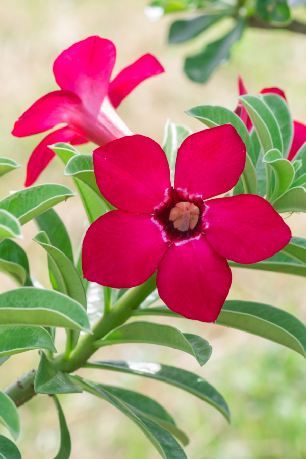 2" ADENIUM, DESERT ROSE - Image 4
