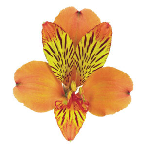 ALSTROEMERIA, ORANGE
