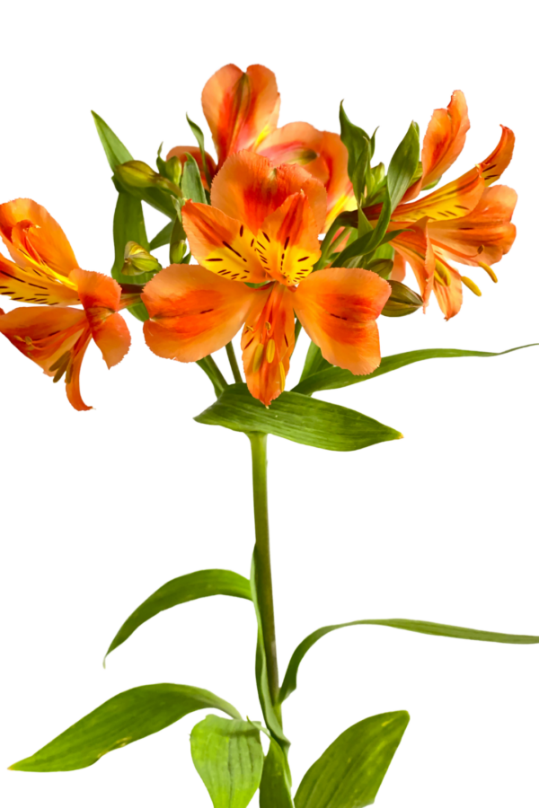 ALSTROEMERIA, ORANGE - Image 2