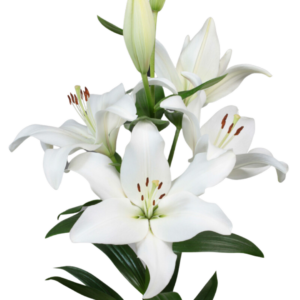 LILY, LA HYBRID - WHITE