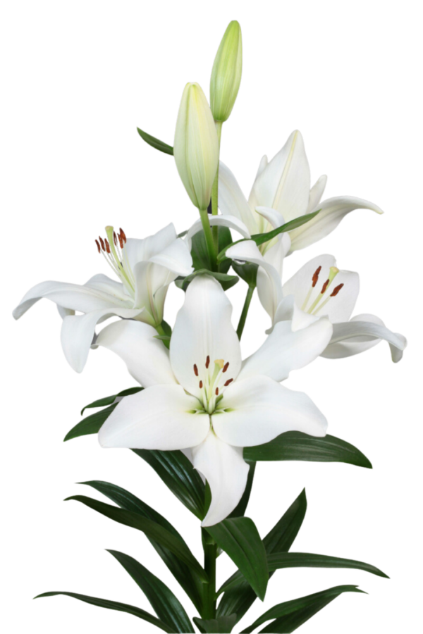 LILY, LA HYBRID - WHITE