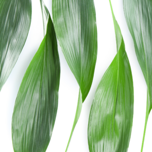 ASPIDISTRA (10 ST)