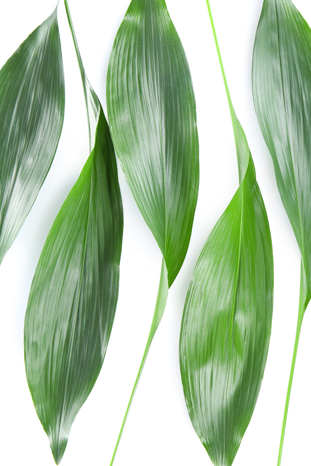 ASPIDISTRA (10 ST)