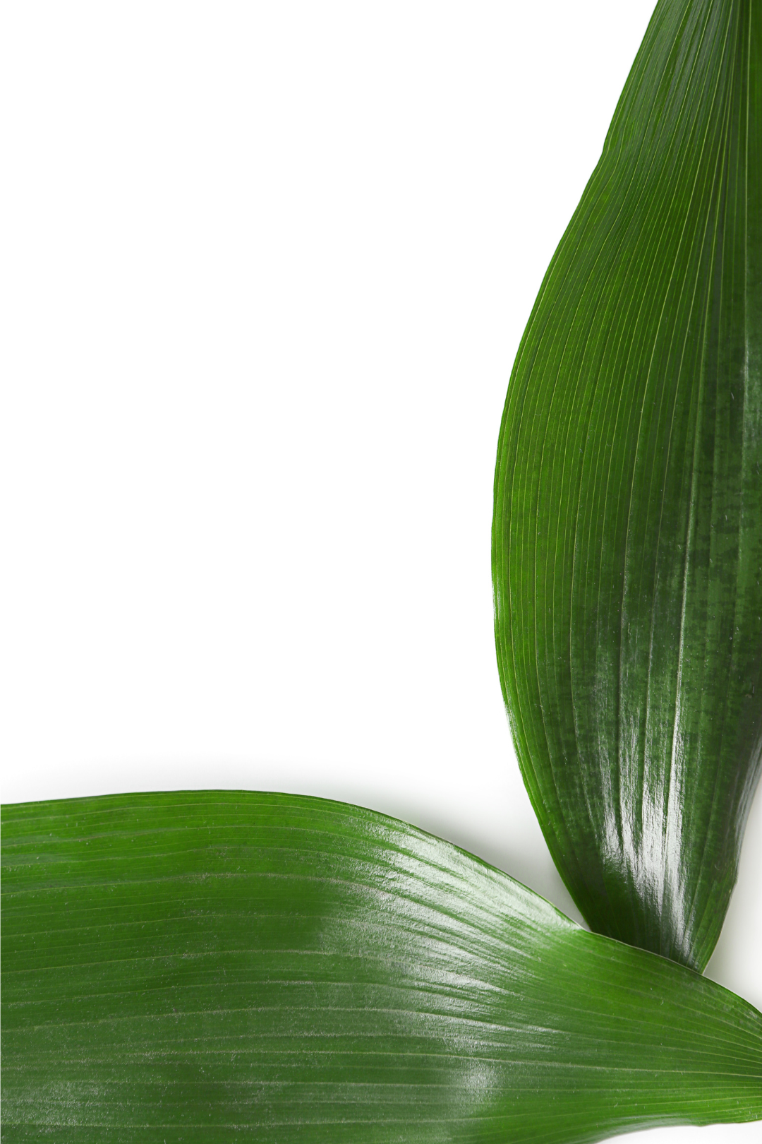 ASPIDISTRA (10 ST) - Image 2